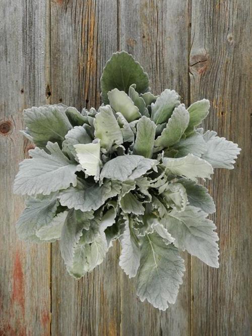 DUSTY MILLER   GRAY GREENS